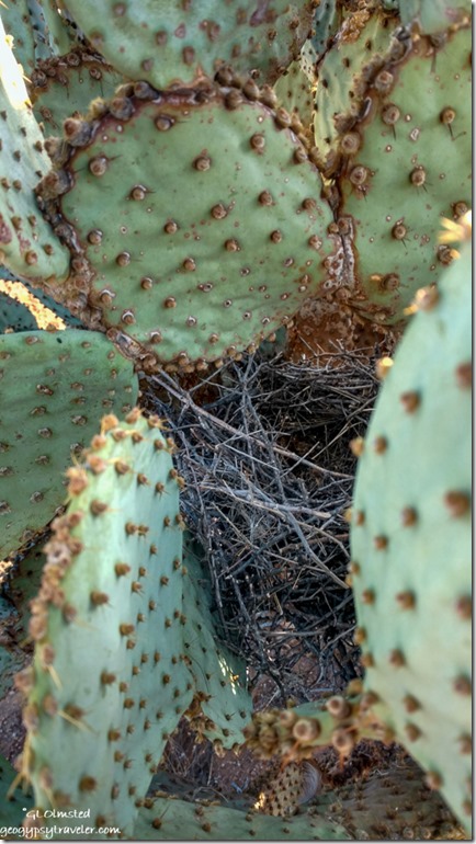 bird nest in cactus Ghost Town Road Congress Arizona