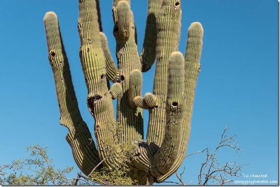 holes in Saguaro cactus Ghost Town Road Congress Arizona