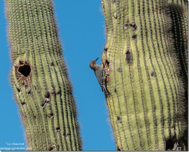 Flicker bird on Saguaro cactus Ghost Town Road Congress Arizona