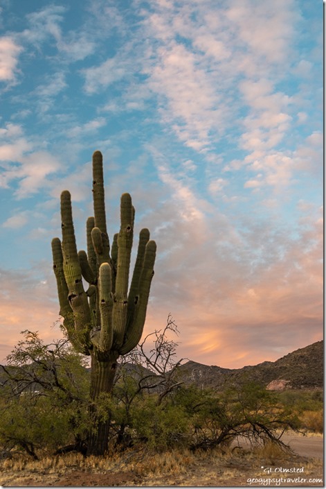 saguaro cactus sunset clouds Ghost Town Road BLM Congress Arizona