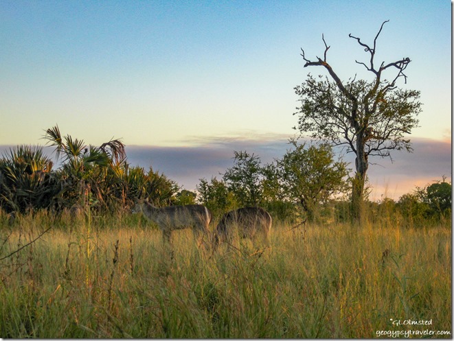 Waterbucks sunrise Kruger National Park Mpumalanga South Africa