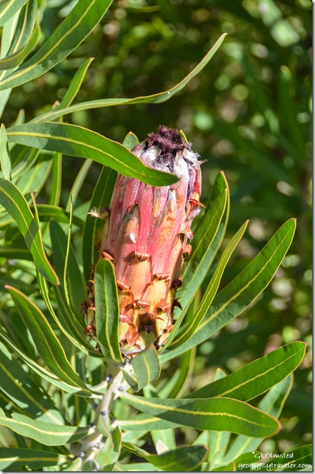 Black-bearded Protea Grootriver Pass Nature's Valley South Africa