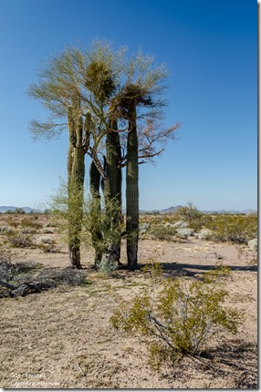 Saguaro cactus Palo Verde desert Palm Canyon Rd BLM Kofa NWR AZ