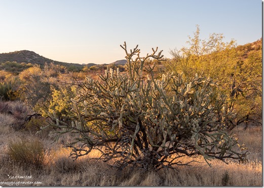 Cholla cactus desert Vulture Peak Road camp Wickenburg Arizona