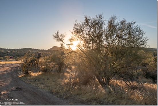 Palo Verde tree desert sunset Vulture Peak Road camp Wickenburg Arizona