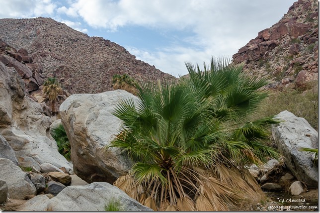 Small palms & running water in wash Borrego Palm Canyon trail Anza-Borrego Desert State Park California