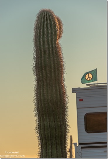 Saguaro cactus camper Peace flag sunset Palm Canyon Road BLM Kofa National Wildlife Refuge Arizona