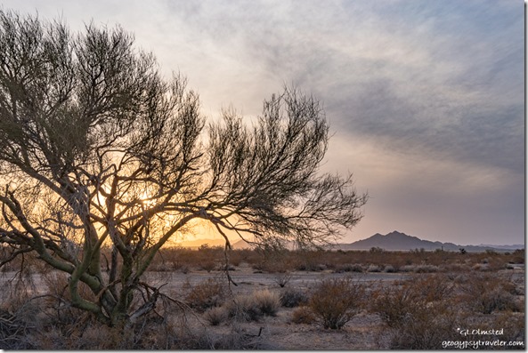 Palo Verde tree desert mountain sun clouds Palm Canyon Road BLM Kofa NWR AZ