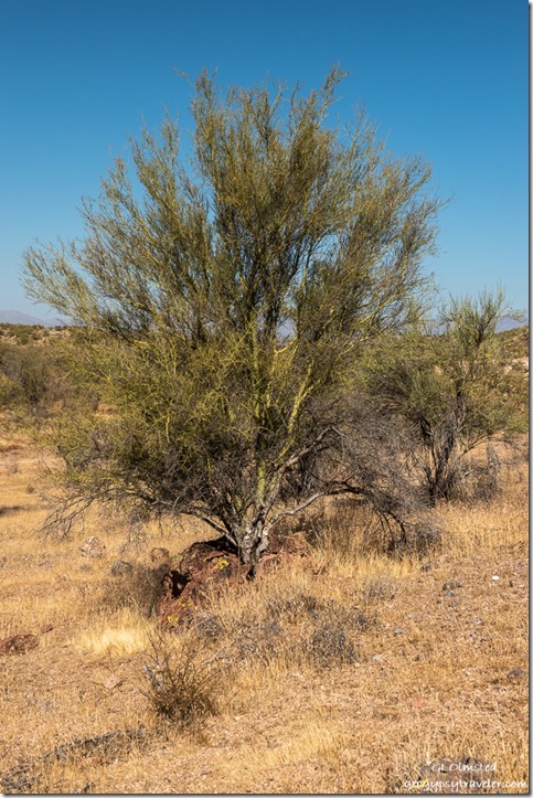 Palo Verde tree grows in rock Vulture Mine Road Wickenburg Arizona