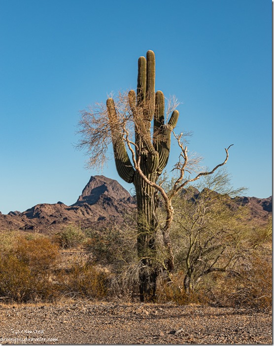 Palo Verde tree Saguaro cactus mountain Plomosa Road BLM Bouse Arizona