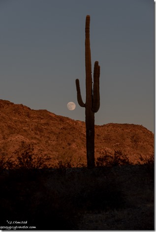 Saguaro cactus mountain almost full moon Plomosa Road BLM Bouse Arizona