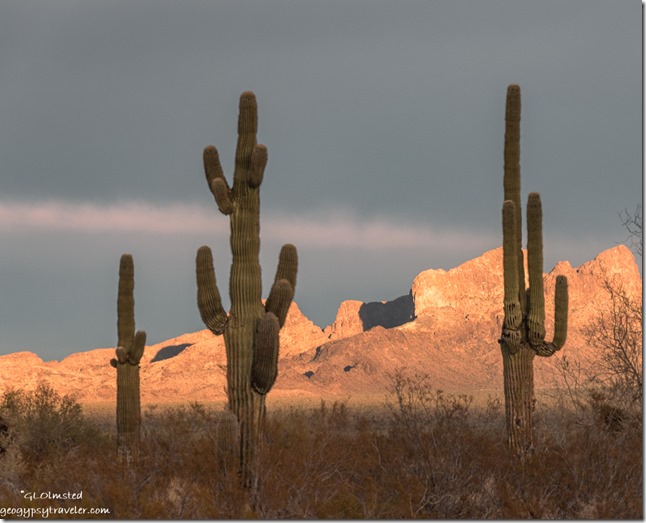 Saguaro cactus desert last light Kofa Mts clouds Palm Canyon Rd BLM Kofa NWR AZ