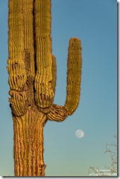 Saguaro cactus moon Palm Canyon Rd BLM Kofa NWR AZ