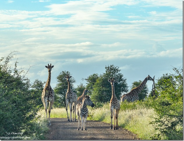 Giraffe & Zebra Kruger National Park South Africa