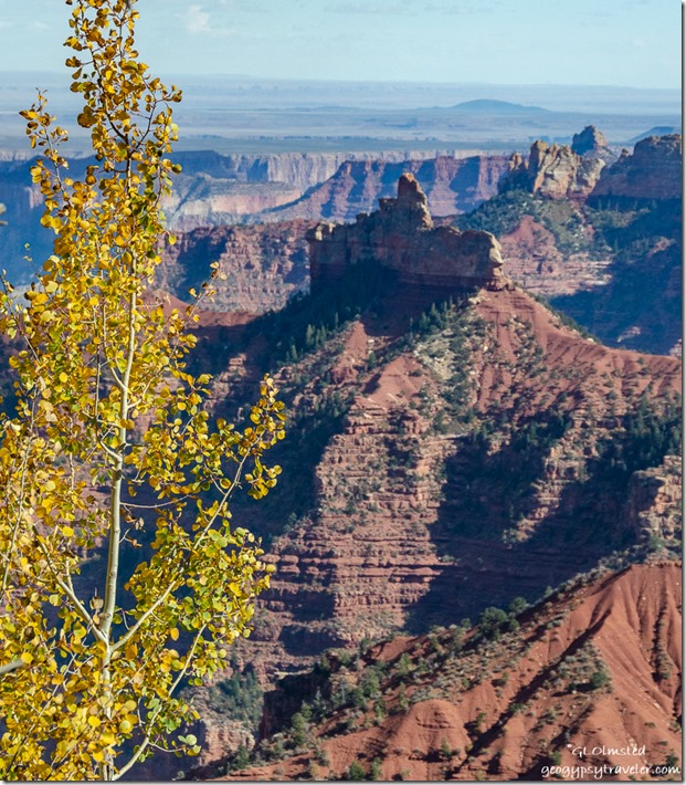 Fall aspen & Brady Peak Ken Patrick trail North Rim Grand Canyon National Park Arizona