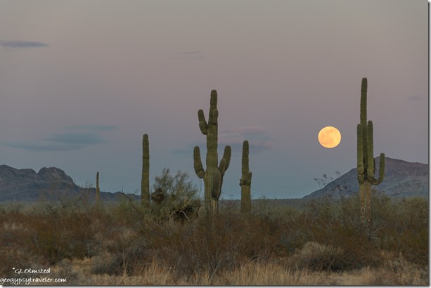 Saguaro cactus full moon Palm Canyon Rd BLM Kofa NWR AZ