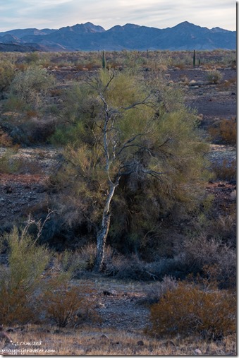 desert mts late light Plomosa Rd BLM Quartzsite AZ 