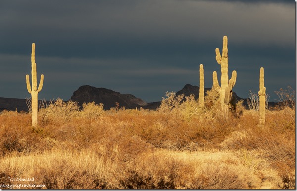 last light Saguaro cactus desert mts dark sky Palm Canyon Rd BLM Kofa NWR AZ