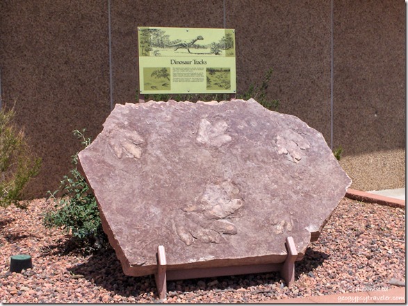 05 a281lewfbr Trace Fossil Dinoarsur tracks at Glen Canyon Dam Page Arizona