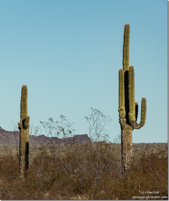 Saguaro cactus shadows Palm Canyon Rd BLM Kofa NWR AZ