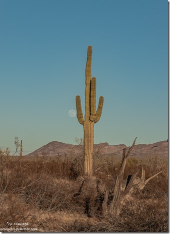 Saguaro desert mt moon Palm Canyon Rd BLM Kofa NWR AZ