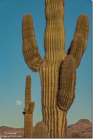 Saguaro cactus moon Palm Canyon Rd BLM Kofa NWR AZ