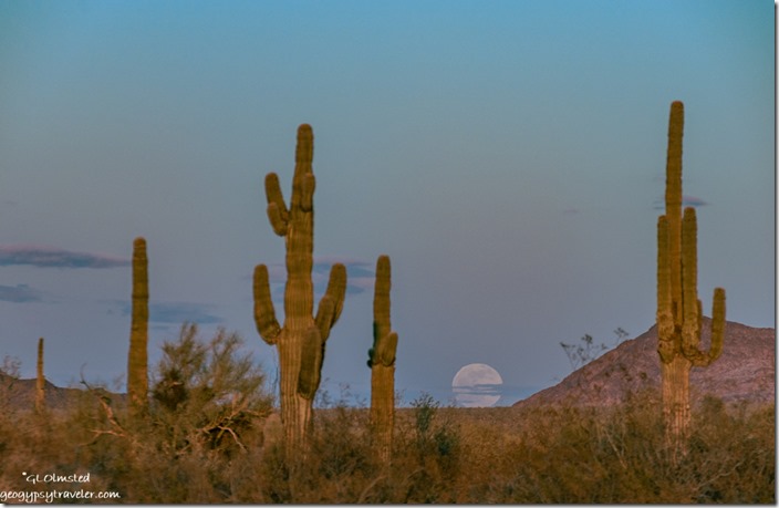 Saguaro cactus full moon rise Palm Canyon Rd BLM Kofa NWR AZ