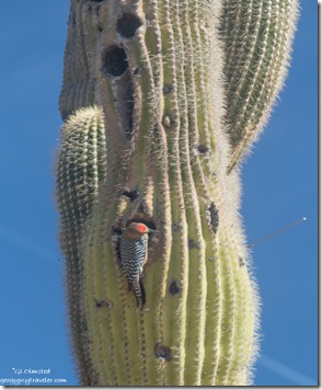 Gila Woodpecker bird Saguaro cactus Ghost Town Rd BLM Congress AZ