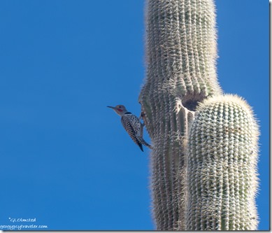 Flicker bird Saguaro cactus Ghost Town Rd BLM Congress AZ