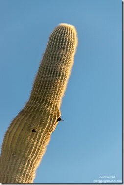 Starling bird looking out Saguaro cactus Ghost Town rd BLM Congress AZ