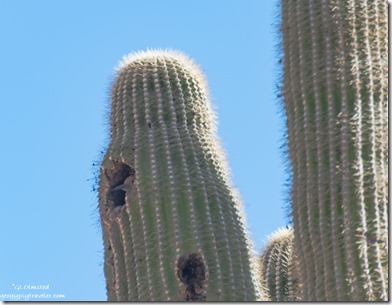 Gilla Woodpecker bird inside Saguaro cactus Ghost Town Rd BLM Congress AZ