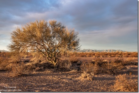 morning light desert Palo Verde tree Palm Canyon Rd BLM Kofa National Wildlife Refuge Arizona