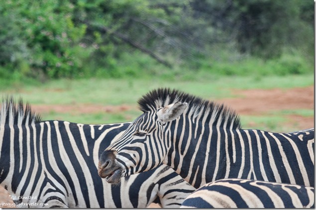 Zebras at salt lick Pilanesberg Game Reserve South Africa
