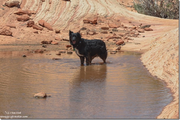 Sasha dog in puddle White Pocket Vermilion Cliffs National Monument Arizona