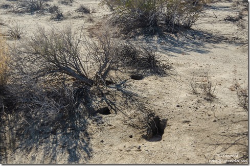 Animal burrow holes Anza-Borrego Desert State Park California