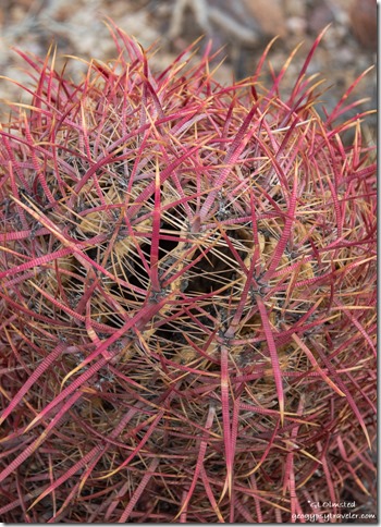 closeup spines red Barrel cactus Plomosa Road BLM Quartzsite Arizona