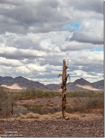 dead Saguaro desert mountains shadows clourds Plomosa Road BLM Quartzsite Arizona