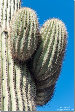 Saguaro cactus arms MST&T Rd BLM Kofa National Wildlife Refuge Arizona