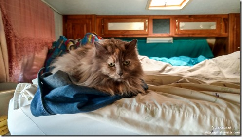 Sierra cat on camper bed 