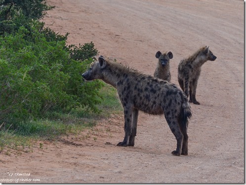 Hyena Mom & pups Addo Elephant National Park South Africa