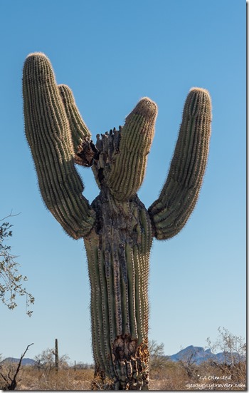 broken Saguaro cactus MST&T Rd BLM Kofa National Wildlife Refuge Arizona