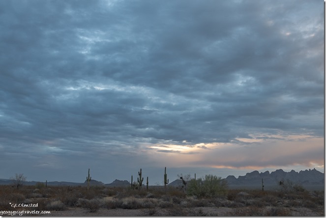 Saguaro cactus desert Kofa Mts sunrise clouds Palm Canyon Rd BLM Kofa National Wildlife Refuge Arizona