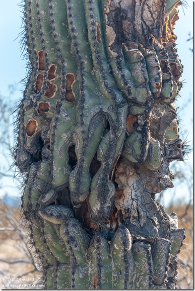 Saguaro cactus MST&T Rd BLM Kofa National Wildlife Refuge Arizona