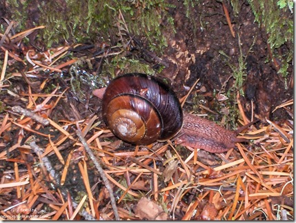 Forest Snail along Cave Creek trail Siskiyou National Forest Oregon