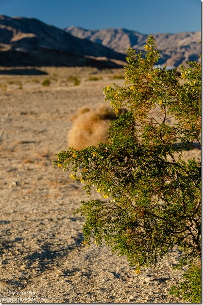 Creosote bush, tumble weed & mts from camp Anza-Borrego Desert State Park California