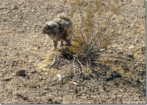 Sierra cat by creosote bush MST&T Rd BLM Kofa National Wildlife Refuge Arizona