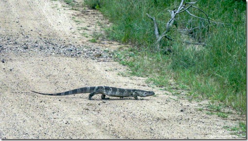 Rock leguan monitor lizard Kruger National Park Mpumalanga South Africa