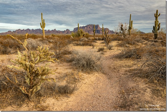 Saguaro cactus desert mts clouds Palm Canyon Rd BLM Kofa National Wildlife Refuge Arizona