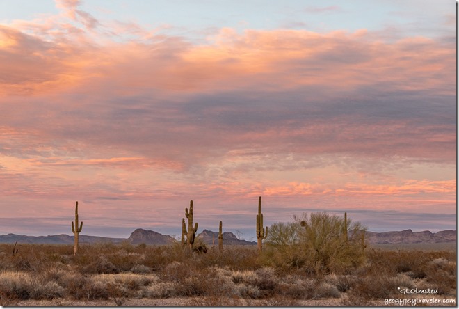 Saguaro cactus desert last light Kofa Mts sunset clouds Palm Canyon Rd BLM Kofa National Wildlife Refuge Arizona