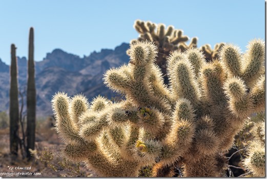 Jumping Cholla & Saguaro cactus Kofa Mts MST&T Rd Kofa National Wildlife Refuge Arizona